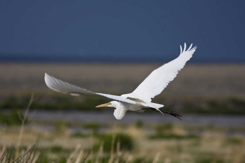 Great Egret In Flight